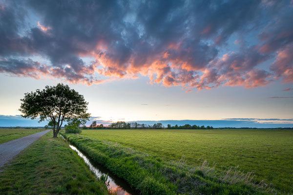 Ein einsamer Baum im Sonnenuntergang nahe Worpswede