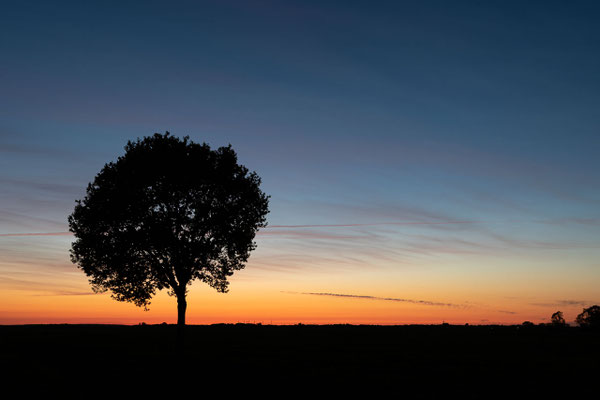Ein einsamer Baum vor dem Sonnenuntergang in Worpswede