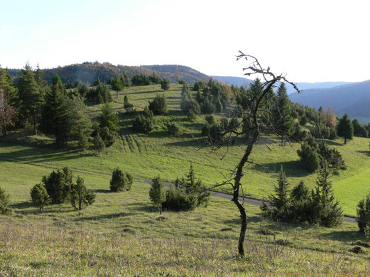 Wacholderheide auf der Schwäbischen Alb