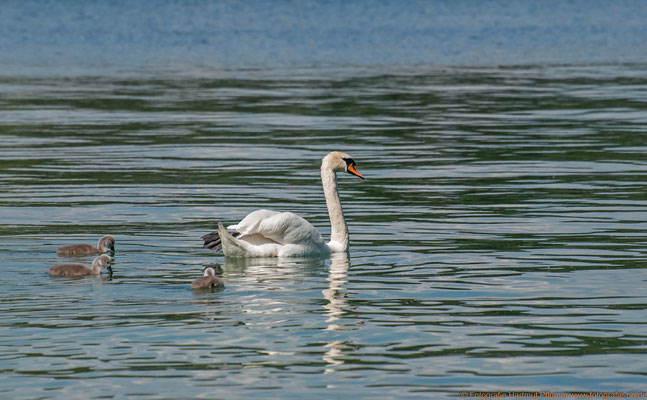 Schwan mit Kücken