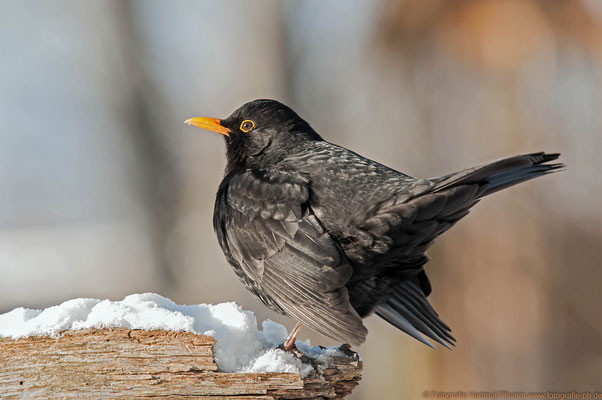 Amsel