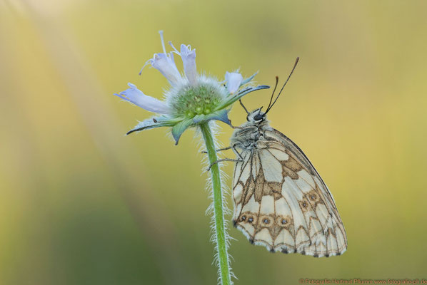 Schachbrettfalter