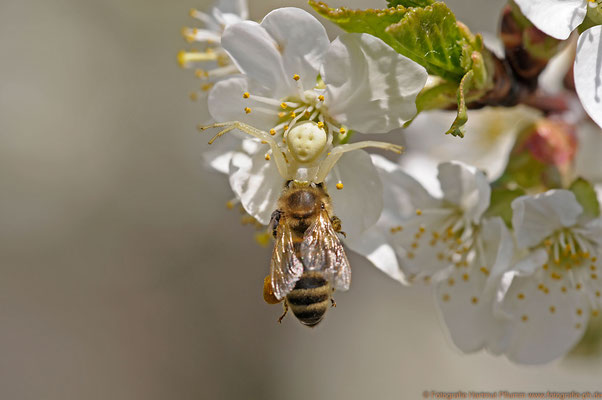 Veränderliche Krabbenspinne