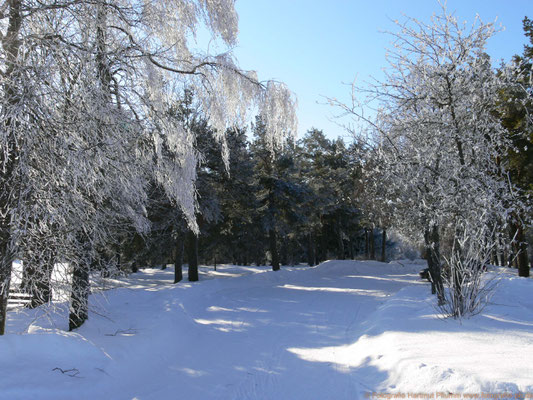 Winterwald