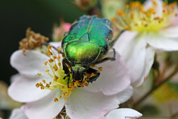 Gemeiner Rosenkäfer