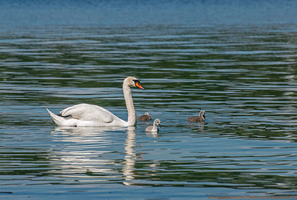 Schwan mit Kücken