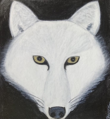 Loup arctique, néopastel sur carton. Saëlle K.