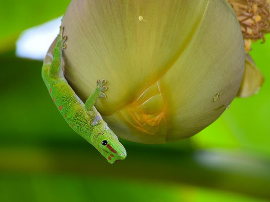 Madagaskar-Taggecko