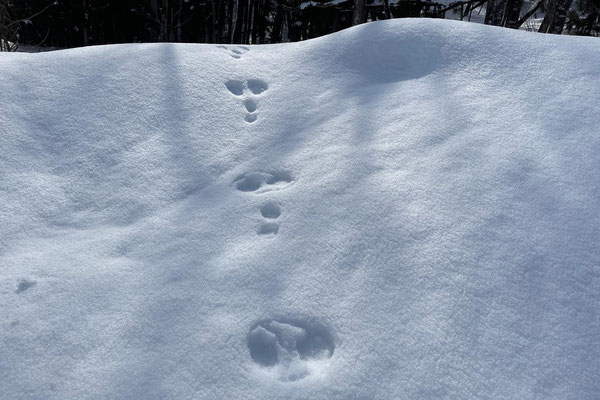 新雪を歩いた動物の足跡