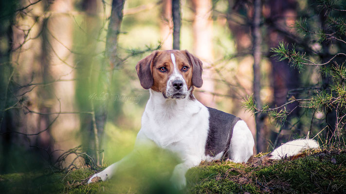 Thommy, Beagle, Mischling, Hundefotografie, Tierfotografie, Halbe, Königs Wusterhausen, Lübben, Mabelle Photography