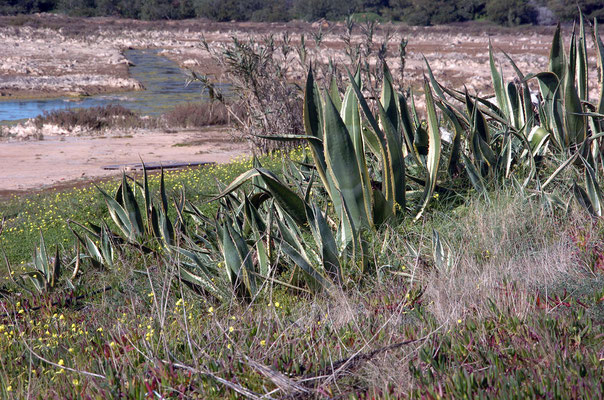 Portugal, Algarve, Salema