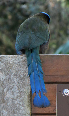 La Solidad - Poser-Vogel, der sich seines Erscheinungsbildes sehr wohl bewusst zu sein scheint und trotz seines Names sehr häufig vorkommt.