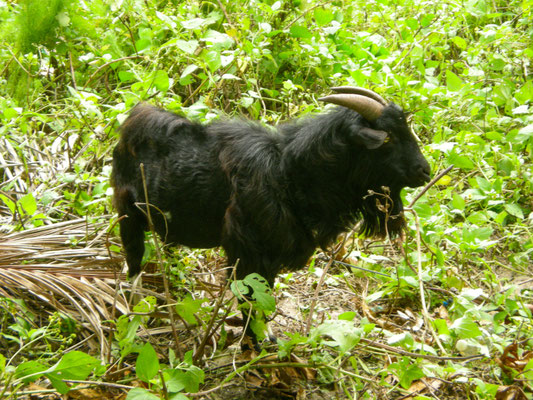 a goat in the neighbourhood