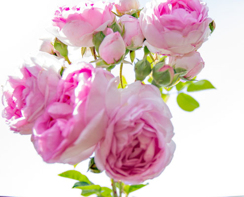 Bernhard Welsch_03_Duftige Rosen