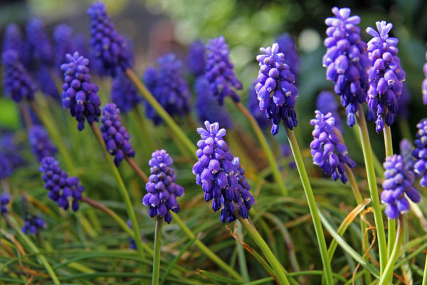 Nicole Grehl_Frühling 