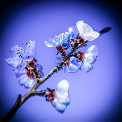 Ute Marke_Frühling mal anders