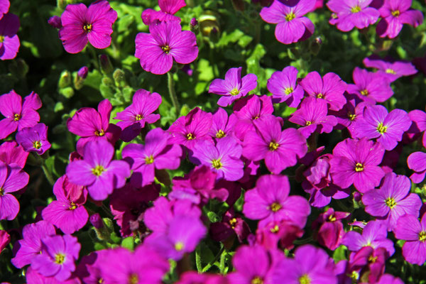 Nicole Grehl_Frühling 