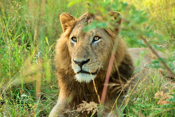 Jochen Storch_Der King