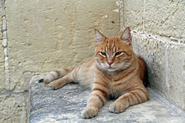 Nicole Grehl_Katze