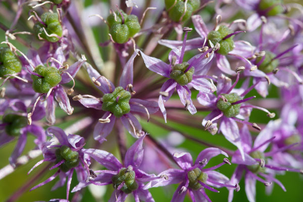 Martin Dillge_Blume 04