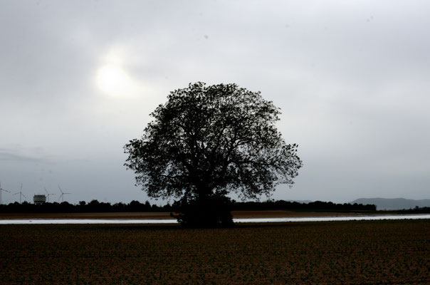 Marcel Dollt_Baum