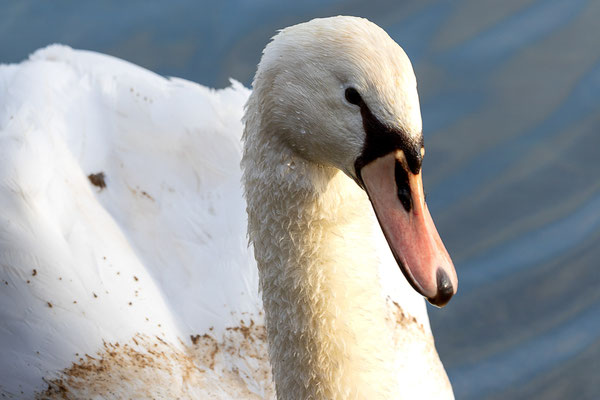 Ina Kegel_04 Schwan