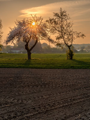 Helmut Braun_Blühender Baum am Morgen