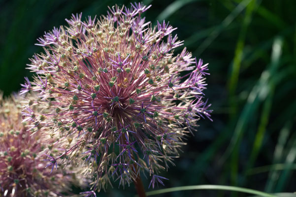 Martin Dillge_Blume 03