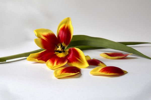Ina Kegel_Tulpe