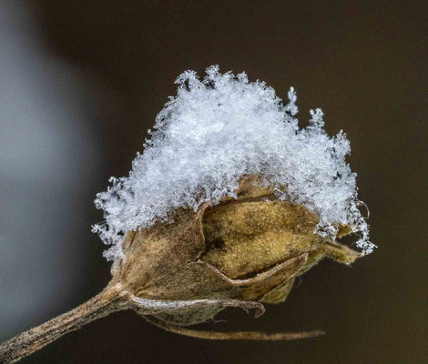 Ina Kegel_Schnee 01