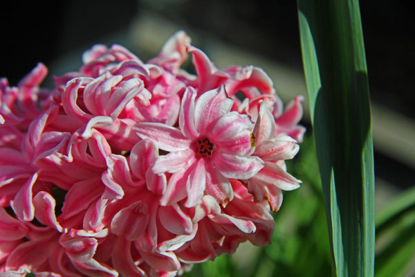 Nicole Grehl_Frühling 