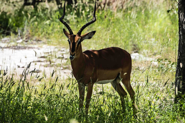 Jochen Storch_Impla Antilope