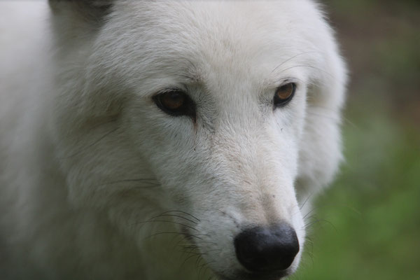 Wolf Geiger_mein Freund