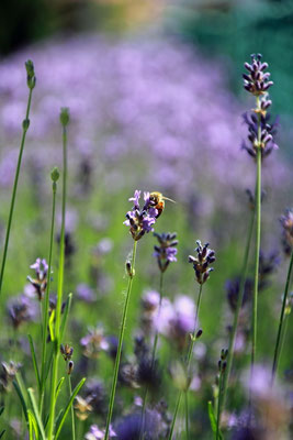 Nicole Grehl_Lavendel