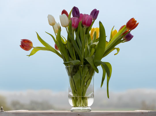 Helmut Braun_Tulpen am Fenster