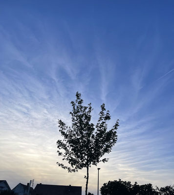 Ella Hörth_01_Baum