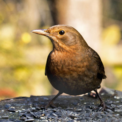 Ina Kegel_Amsel
