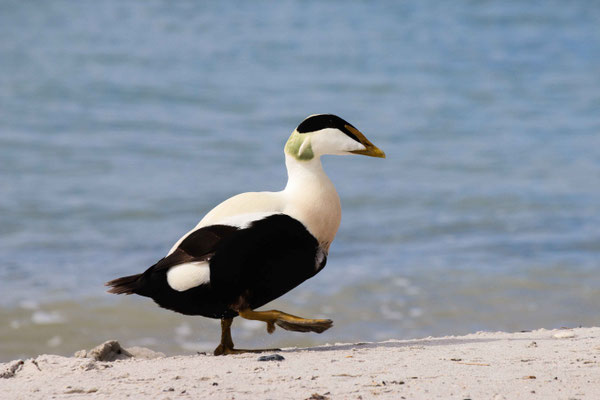 Otmar Pahler_Helgoland Ente