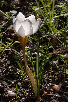 Ina Kegel_Frühling