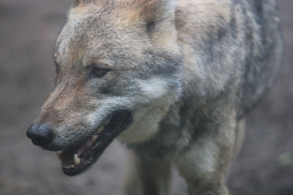 Wolf Geiger_der Sohn eines Feundes