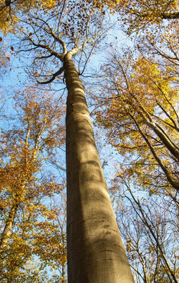 Ina Kegel_Herbst im Wald