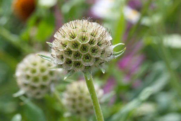 Martin Dillge_Blume 01