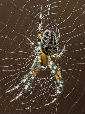 Helmut Braun_Natur 04
