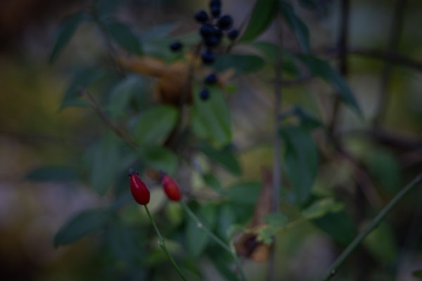 Helmut Braun_Natur 03