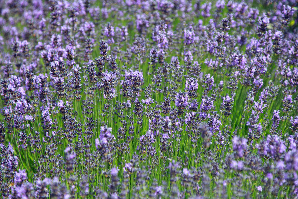 Nicole Grehl_Lavendel 