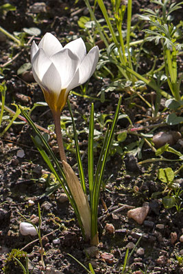 Ina Kegel_Krokus