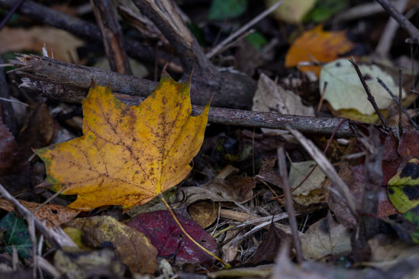 Helmut Braun_Natur 01
