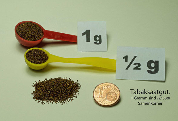 Fritz Montillon_Taback 04