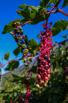 Helmut Braun_Natur 05