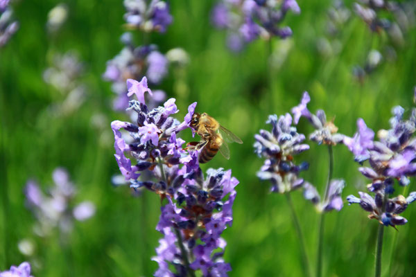 Nicole Grehl_Lavendel